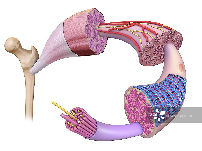 肌肉纤维解剖结构图图片素材
