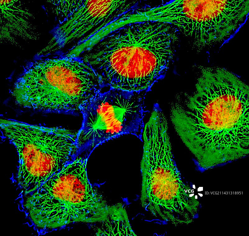 细胞分裂图片素材