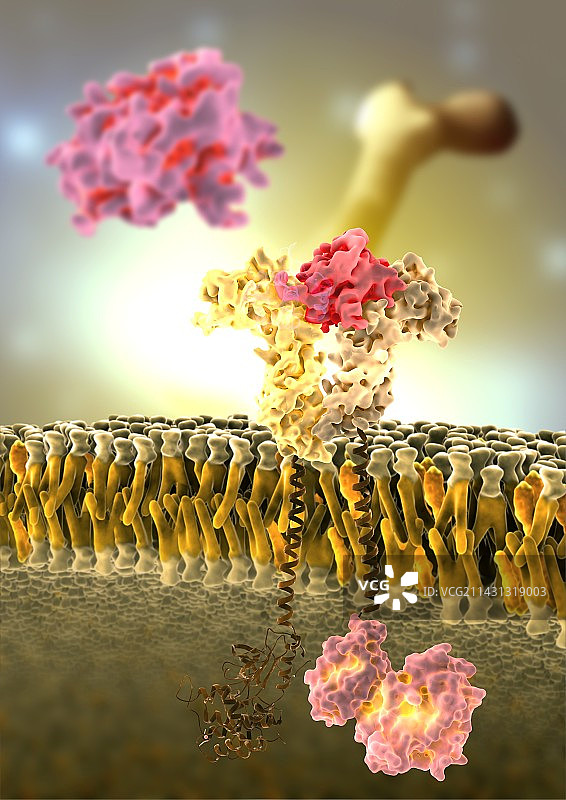 生长激素受体分子模型图片素材