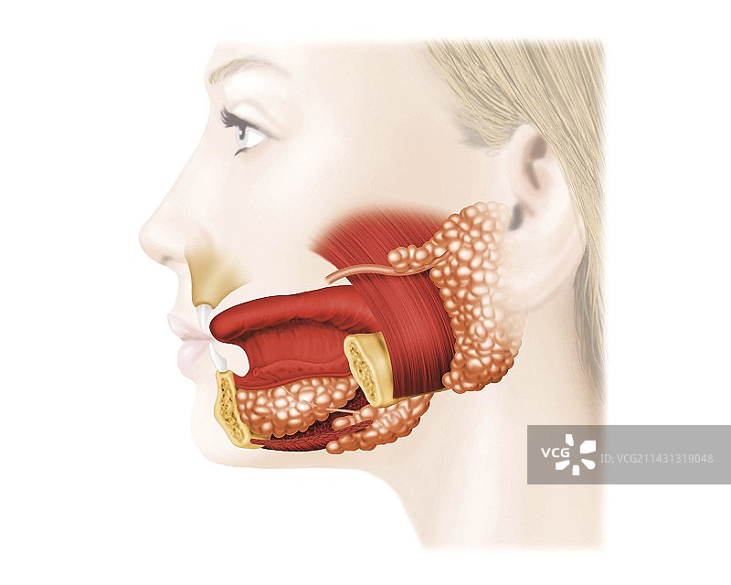 主要唾液腺艺术图图片素材
