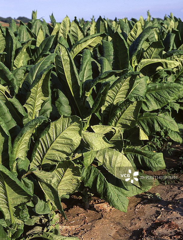 烟草作物（烟草）图片素材