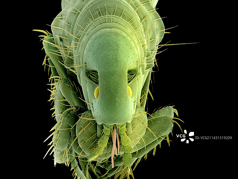 狗身上的跳蚤，扫描电镜图片素材