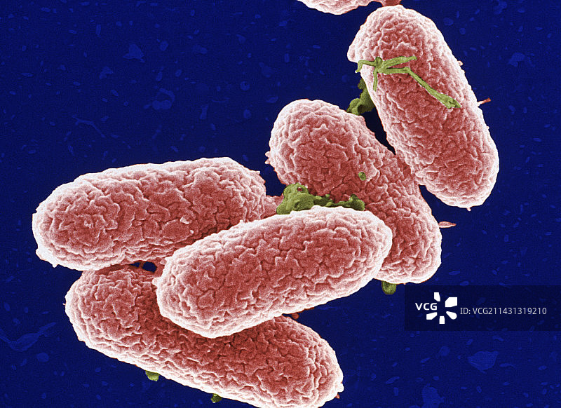 沙门氏菌，扫描电镜图片素材