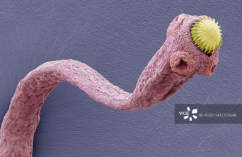 绦虫扫描电镜图图片素材