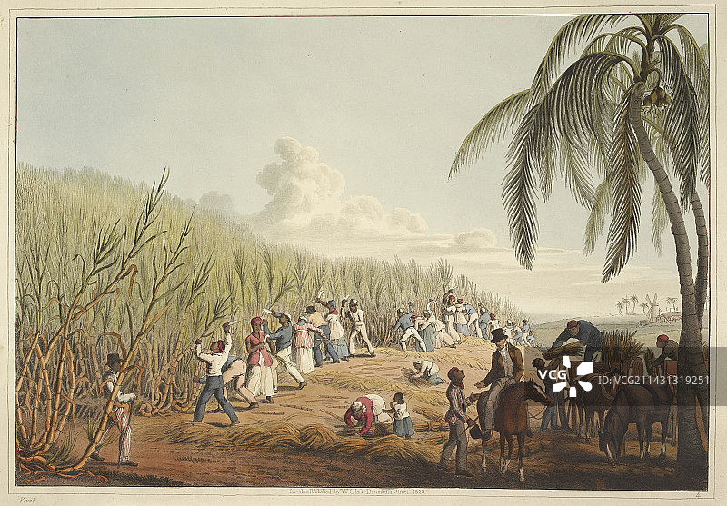 收割甘蔗的奴隶图片素材