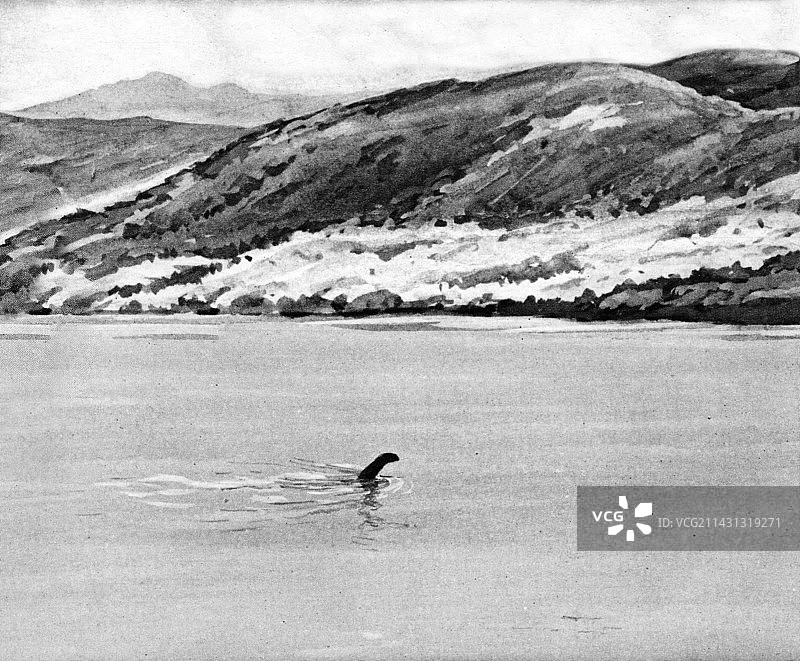 尼斯湖水怪插图图片素材
