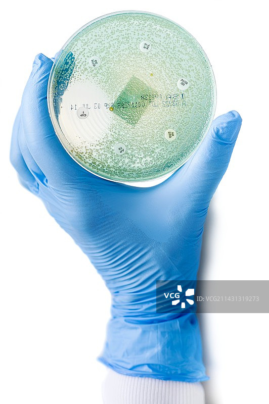 抗生素敏感性测试图片素材