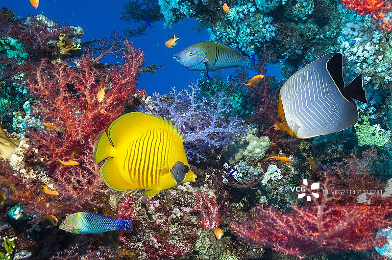 蝴蝶鱼和隆头鱼在珊瑚礁上图片素材