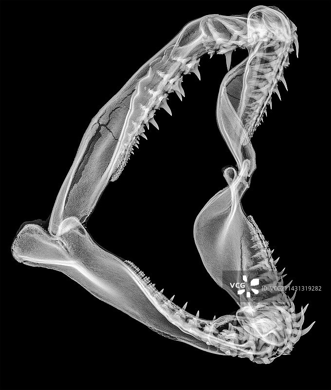 鲨鱼下颚X光图片素材