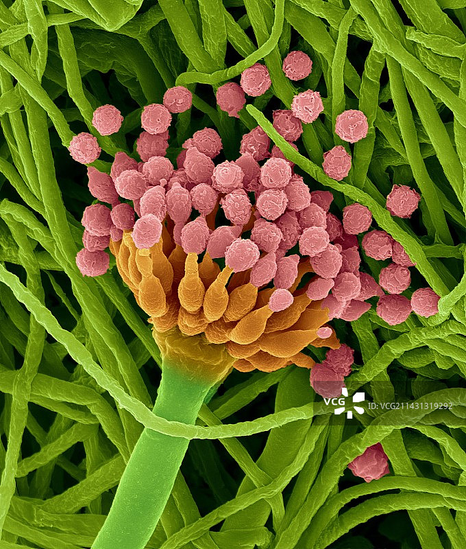 炭黑曲霉菌菌丝结构（扫描电镜）图片素材