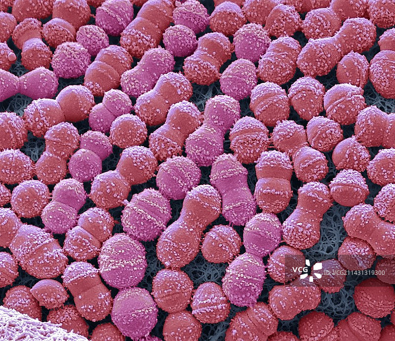变形链球菌扫描电子显微镜图像图片素材