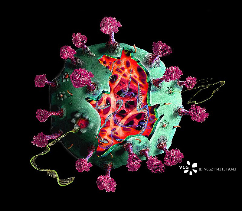 新冠病毒颗粒插画图片素材