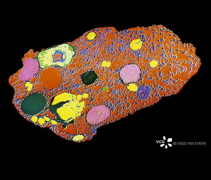 溶组织内阿米巴的假彩色透射电镜图图片素材