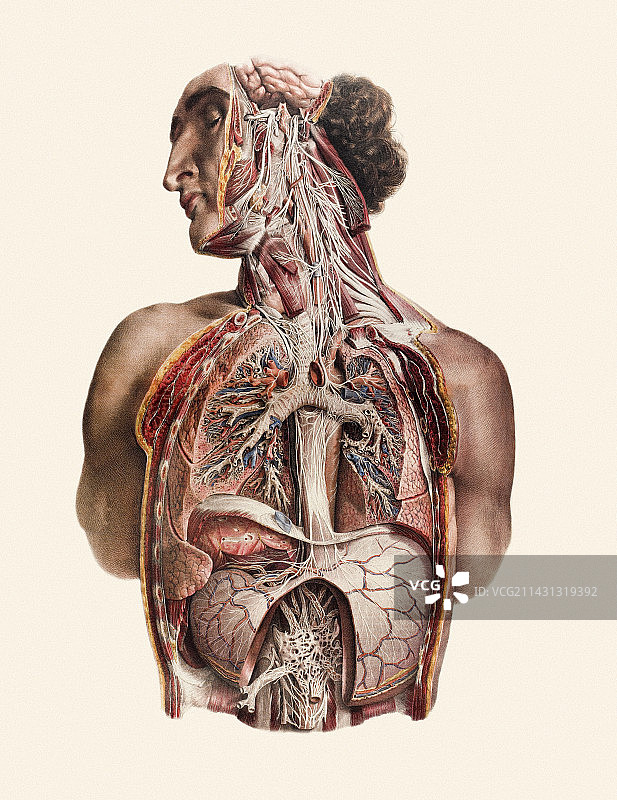 颅神经图片素材