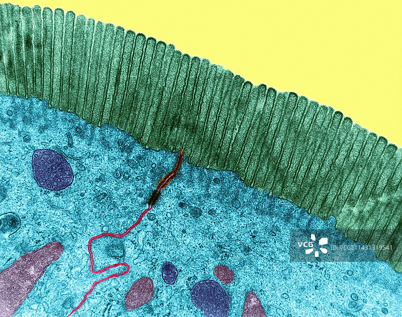 小肠微绒毛，TEM图片素材