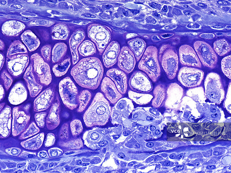 软骨组织光学显微照片图片素材