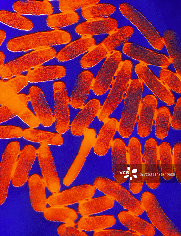 大肠杆菌0157:H7图片素材