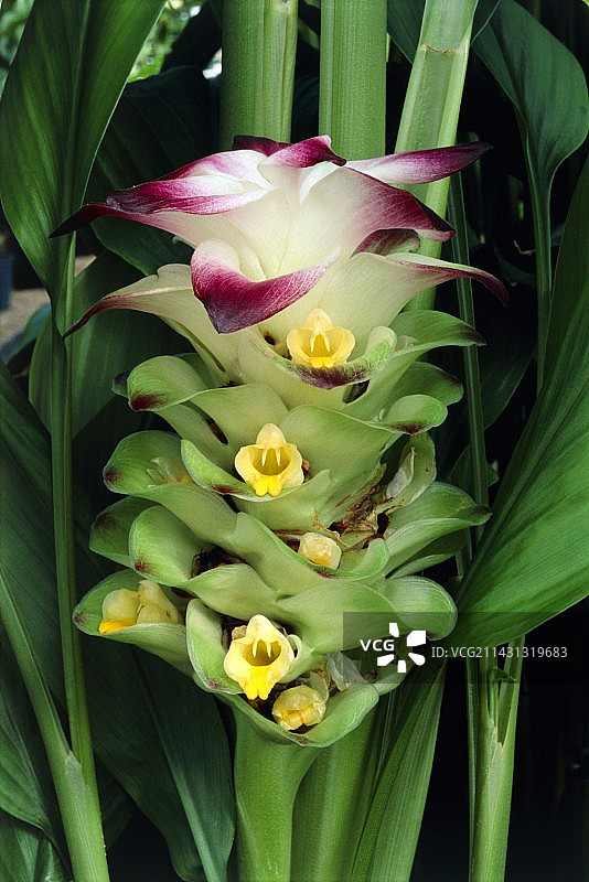 姜黄花图片素材