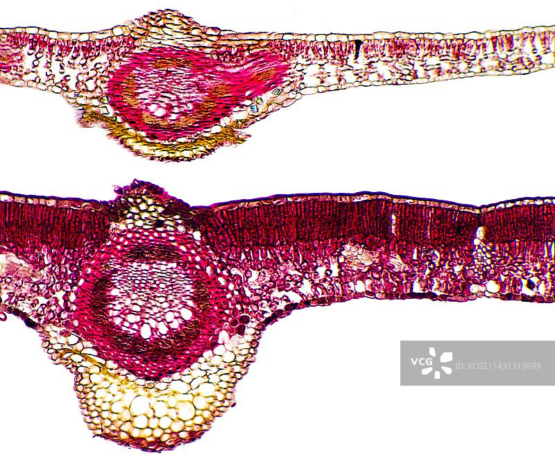 山毛榉叶子显微照片图片素材