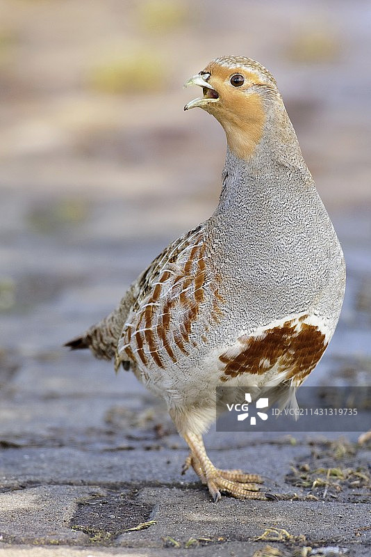 灰色鹧鸪图片素材