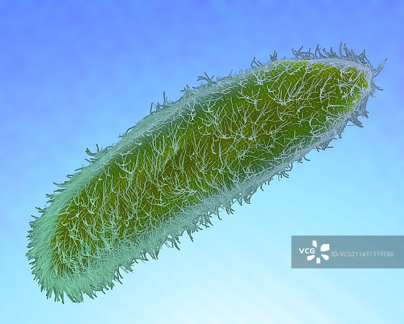 纤毛原生动物（草履虫属），扫描电镜图片素材