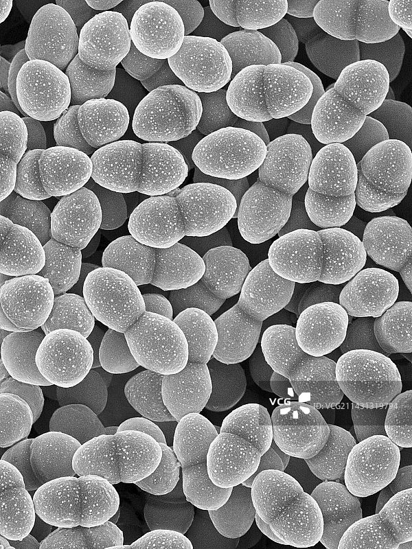 屎肠球菌，球菌原核生物，扫描电镜图片素材
