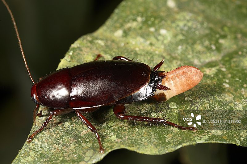 蟑螂产卵图片素材