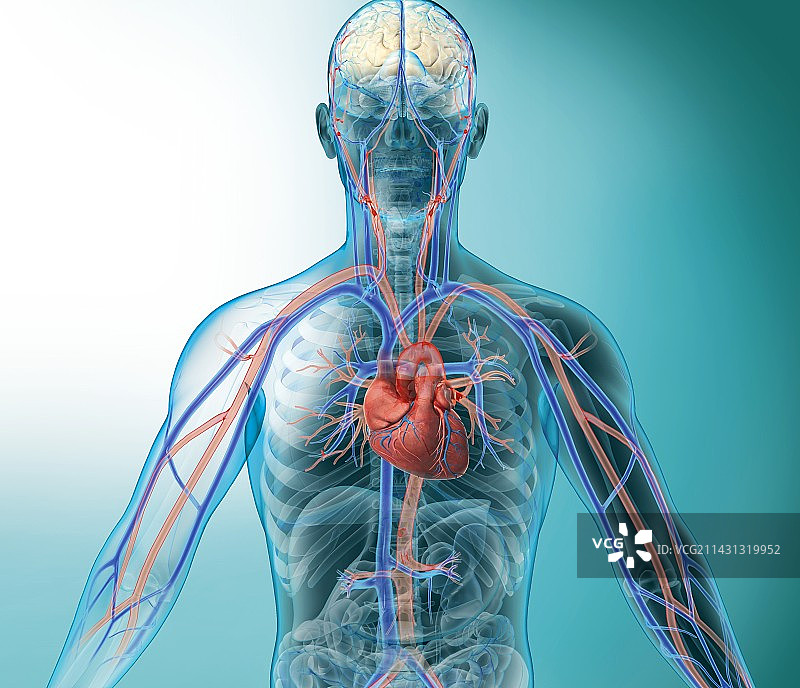 心脏和大脑血管系统艺术作品图片素材