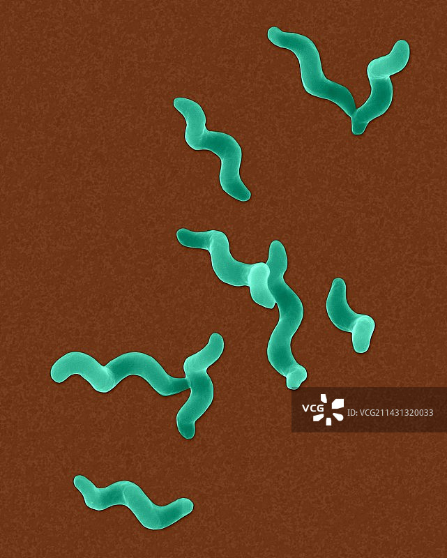 空肠弯曲菌图片素材