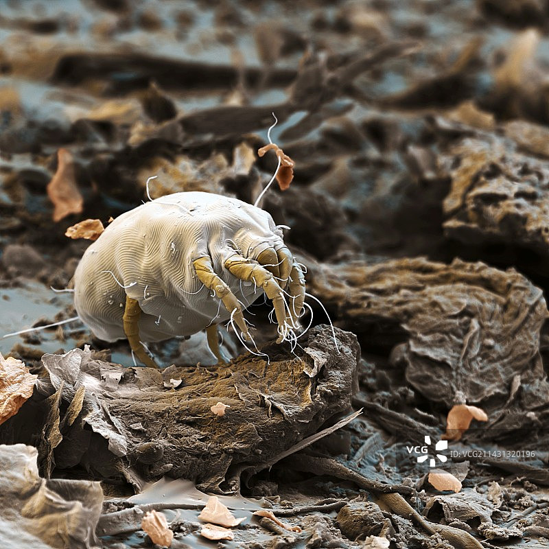 尘螨，扫描电子显微镜图片素材