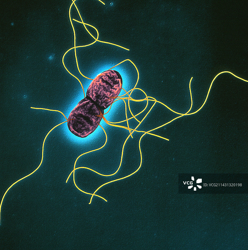 鼠伤寒沙门氏菌（扫描电镜图）图片素材