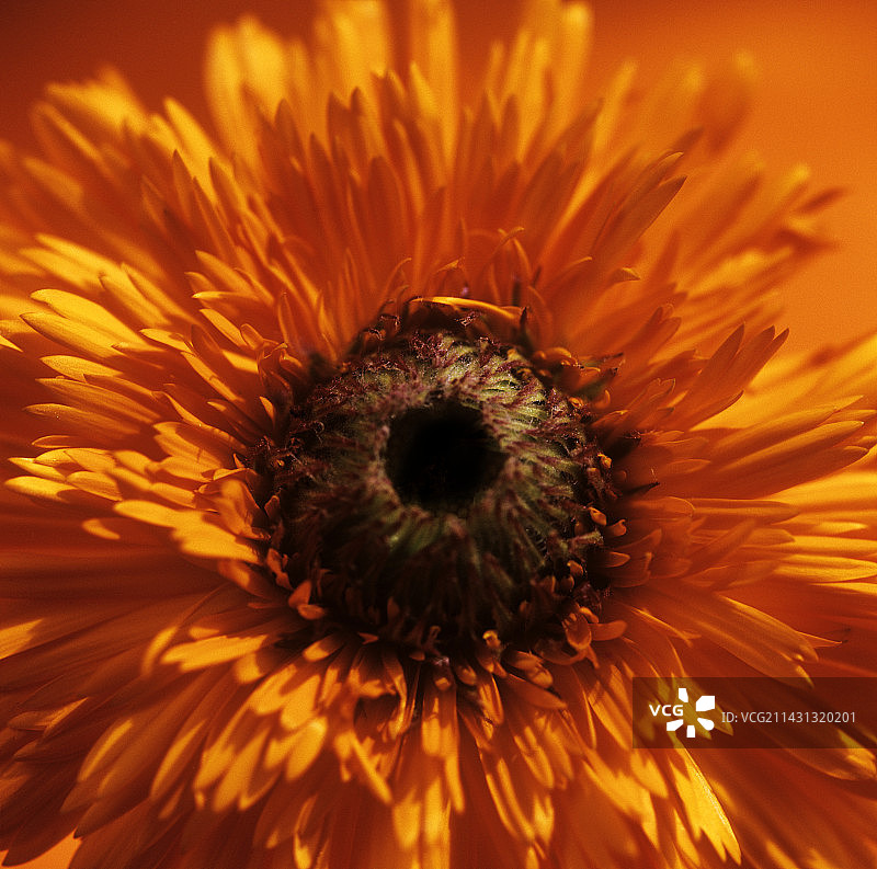 金盏花图片素材