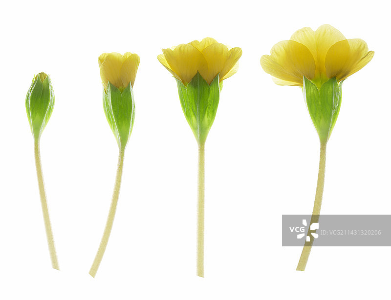 盛开的报春花（报春花）图片素材