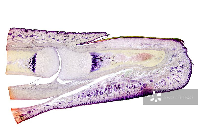手指纵剖面图片素材