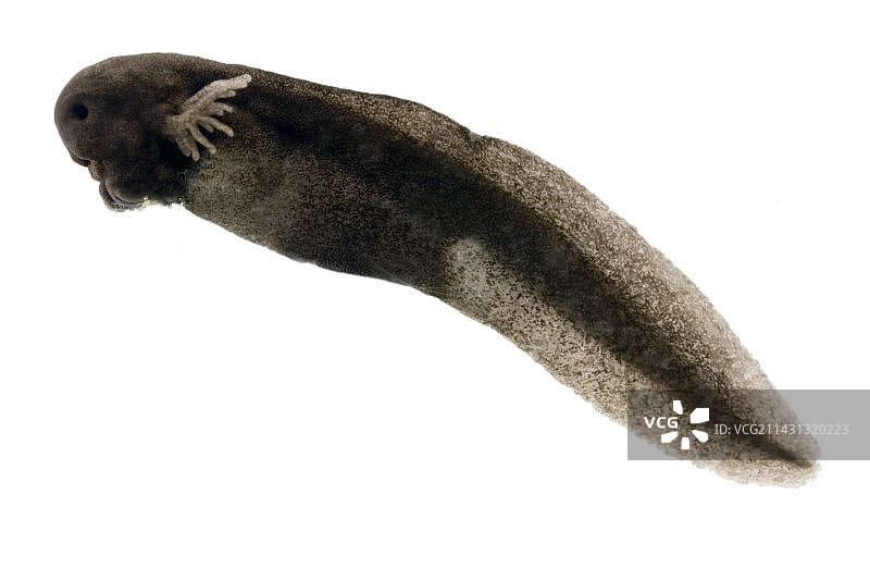 青蛙蝌蚪图片素材