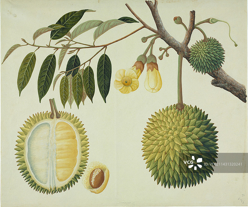 榴莲植物艺术图图片素材