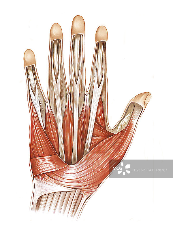 手部肌肉艺术图图片素材