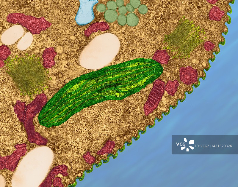 眼虫（透射电子显微镜）图片素材