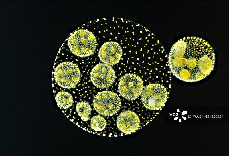 金球藻，群体绿藻，LM图片素材