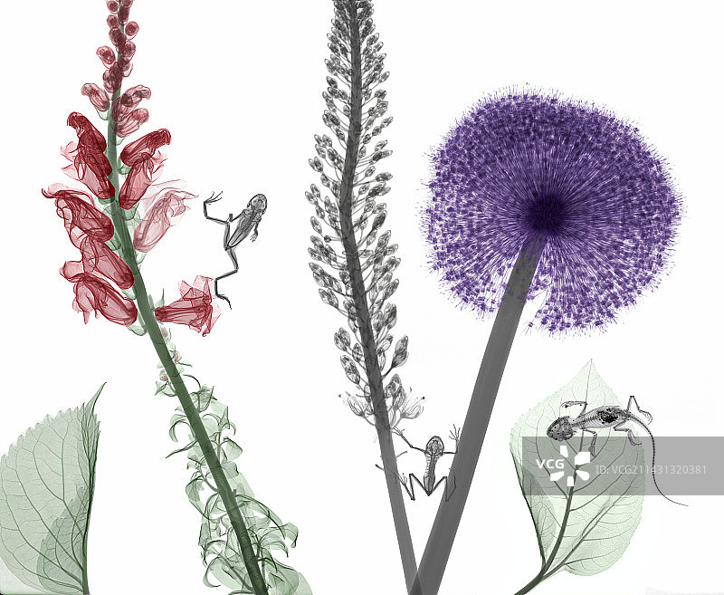 开花植物、青蛙和胡须龙的彩色X光片图片素材