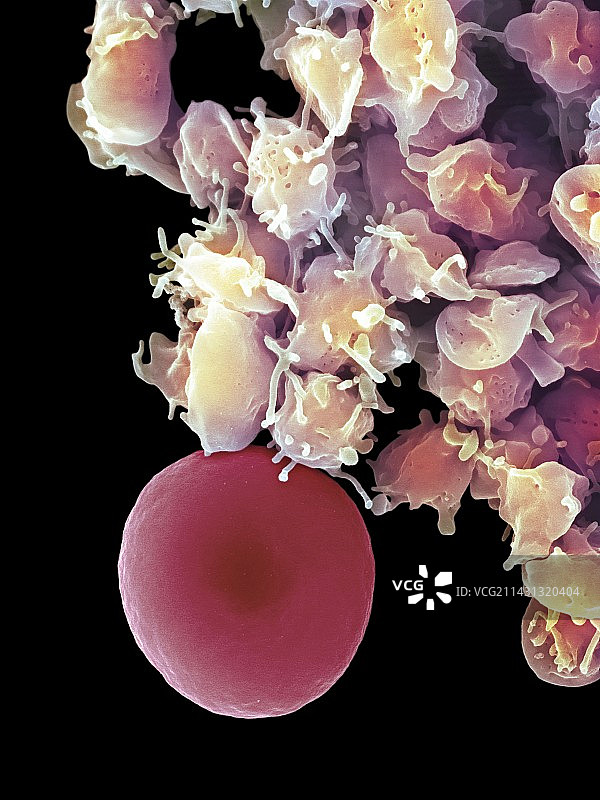 红细胞和血小板扫描电镜图图片素材