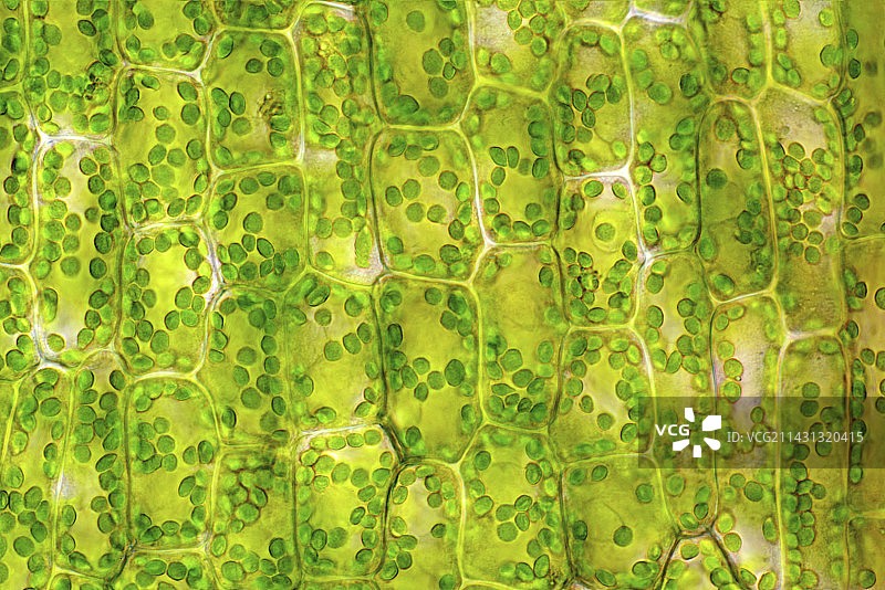 加拿大黑藻（Elodea canadensis）图片素材