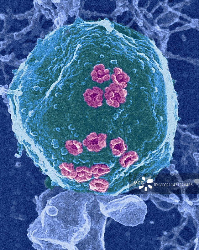 酵母细胞核图片素材