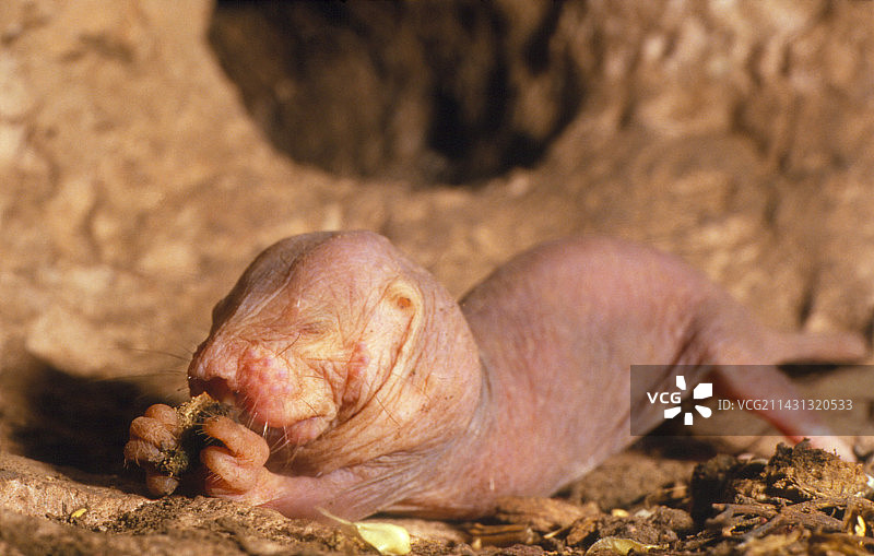 年轻的裸鼹鼠图片素材