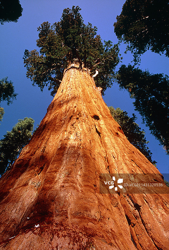 巨型红杉“谢尔曼将军”图片素材