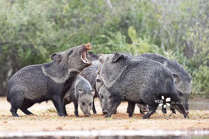 领西猯图片素材