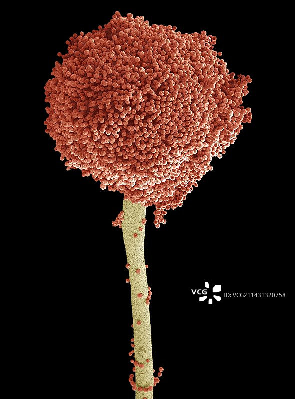 曲霉菌，扫描电镜图图片素材