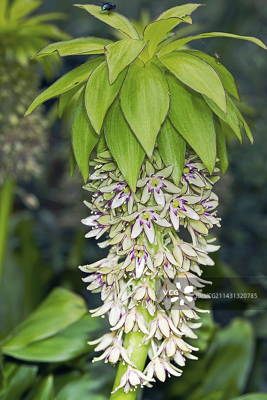 菠萝百合图片素材