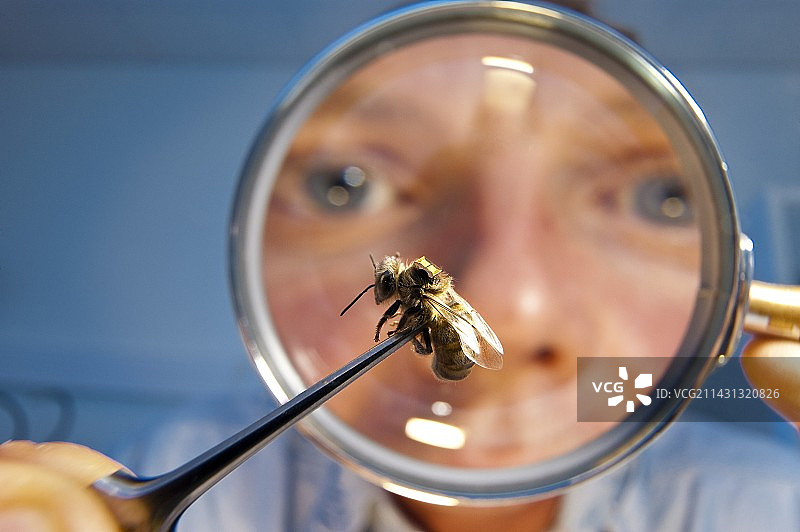 蜜蜂农药研究图片素材