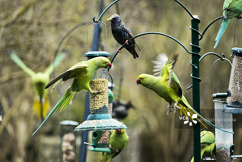 英国的环颈鹦鹉图片素材